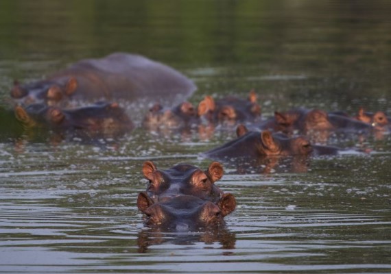 Hippopotamus Population Rises in Small Colombian Town - TalkPath News